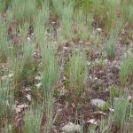 Corineforeto habitat | Foto S. Assini